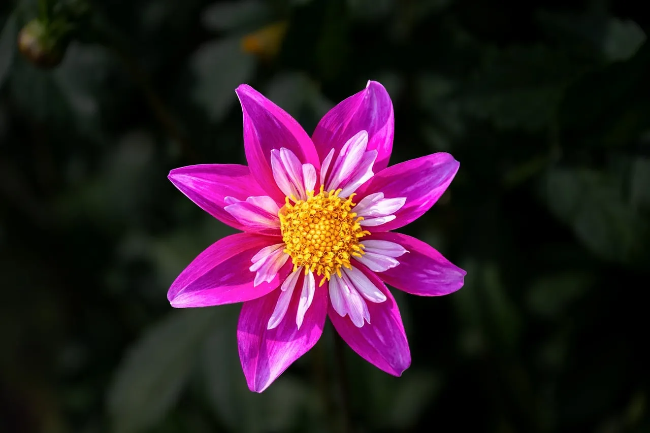Vibrant Pink Petals: A Captivating Floral Masterpiece