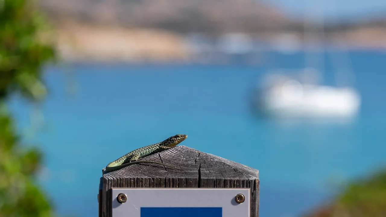 Sun-Kissed Lizard: Mediterranean Charm on a Corsican Beach