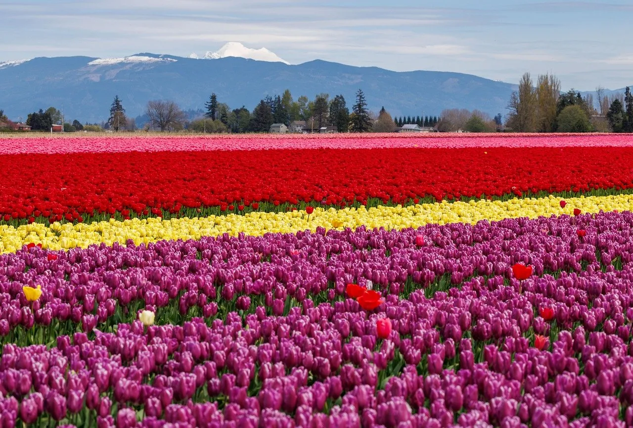 Vibrant Tulip Fields Bloom Under Majestic Mountains