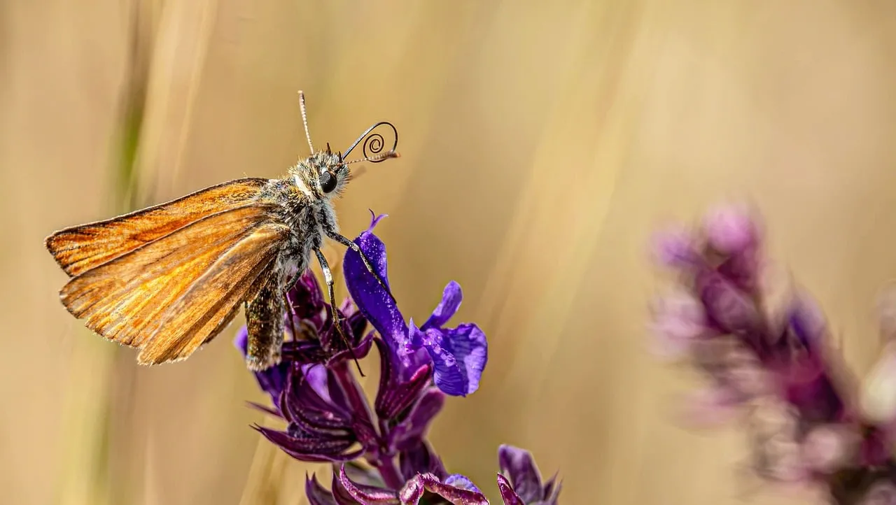 Vibrant Macro: Butterfly on Lavender in Spring