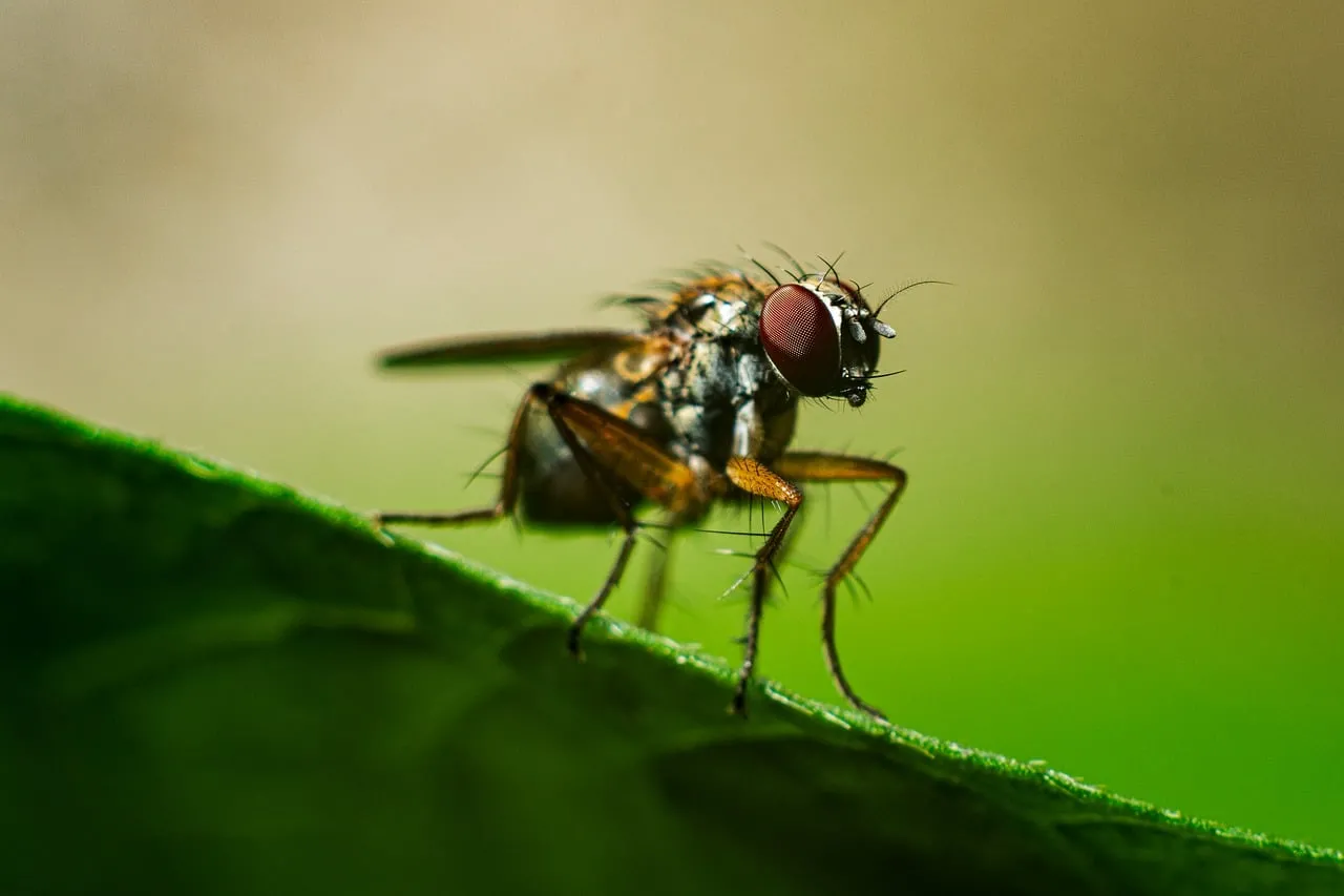 Stunning Macro: Hoverfly's Red-Eyed Gaze on a Green Leaf