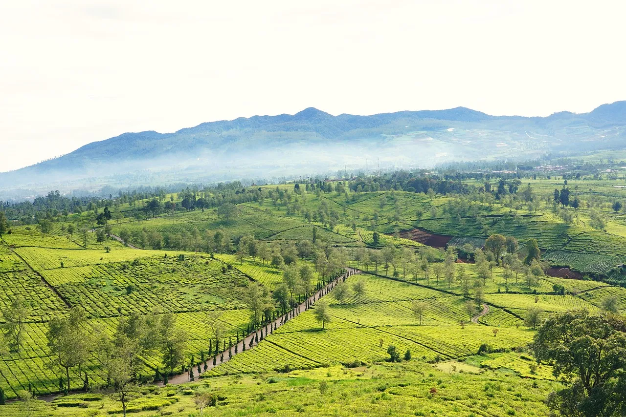 Breathtaking Green Tea Plantations Embrace Misty Mountains