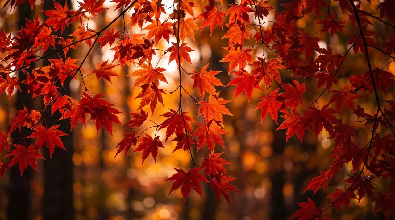 Vibrant Autumn Splendor: Red Maple Leaves in Golden Sunlight