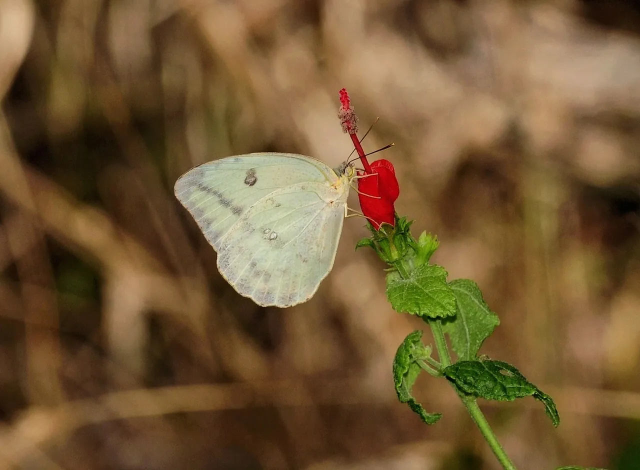 Enchanting Pollination: Butterfly & Vibrant Red Flower