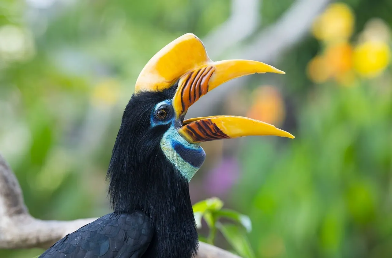 Vibrant Yellow-Billed Hornbill: Indonesian Tropical Bird