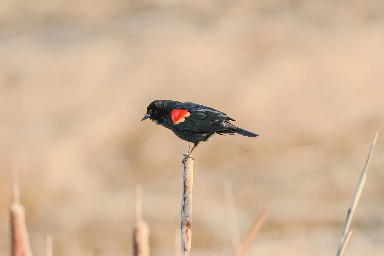 Vibrant Red-winged Blackbird Perched in Marshland