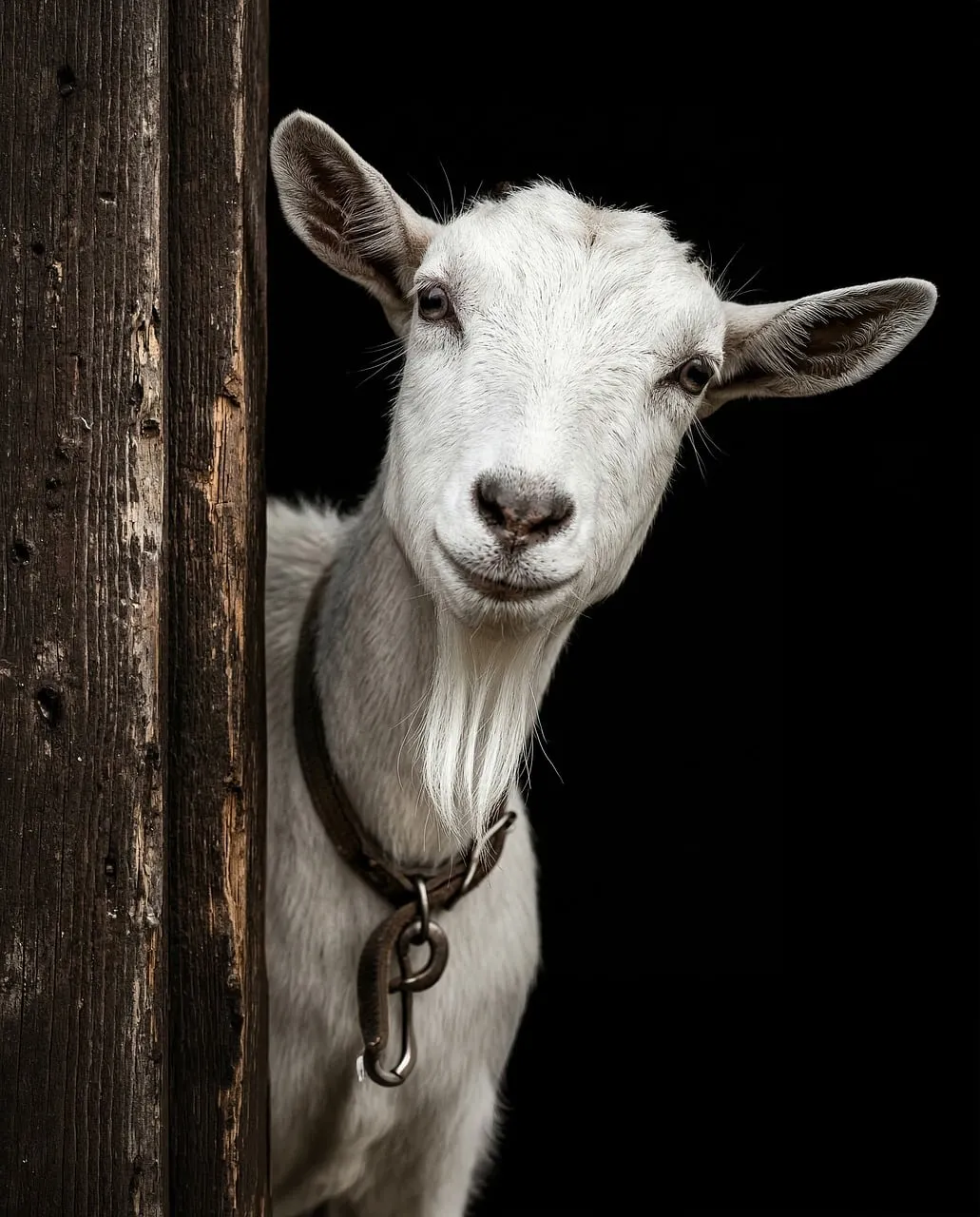Charming Curiosity: Friendly White Goat Peeks from Behind Post