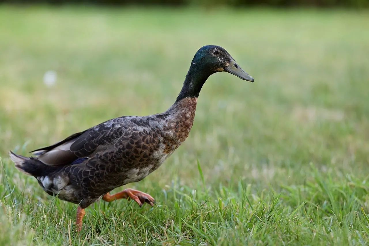 Graceful Runner Duck Striding Through Green Pastures