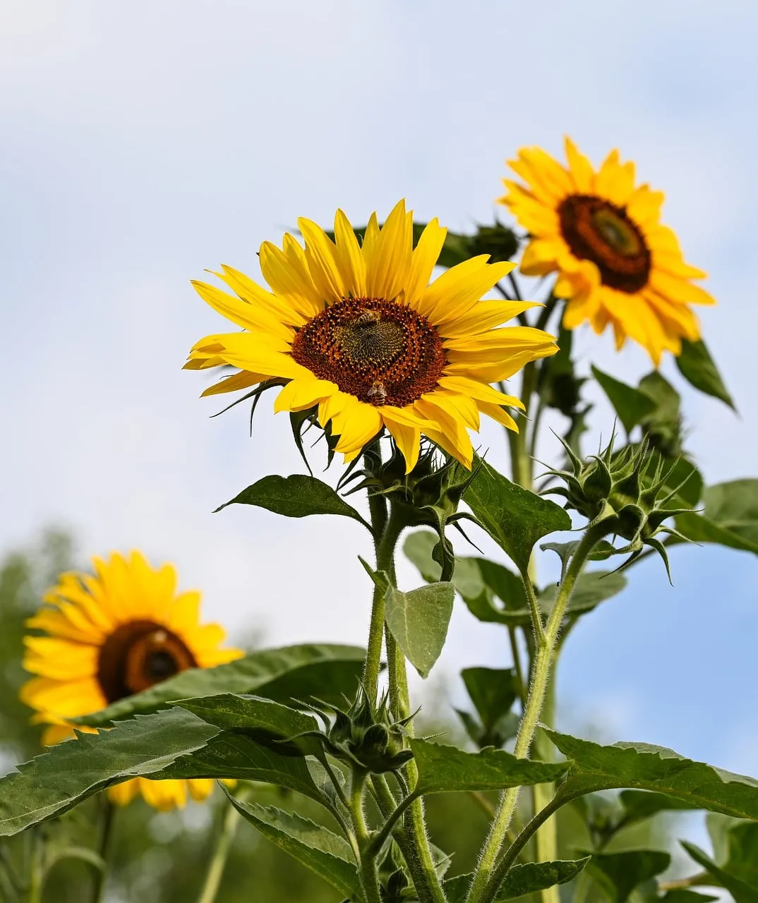 Vibrant Sunflowers Bask in Golden Summer Light