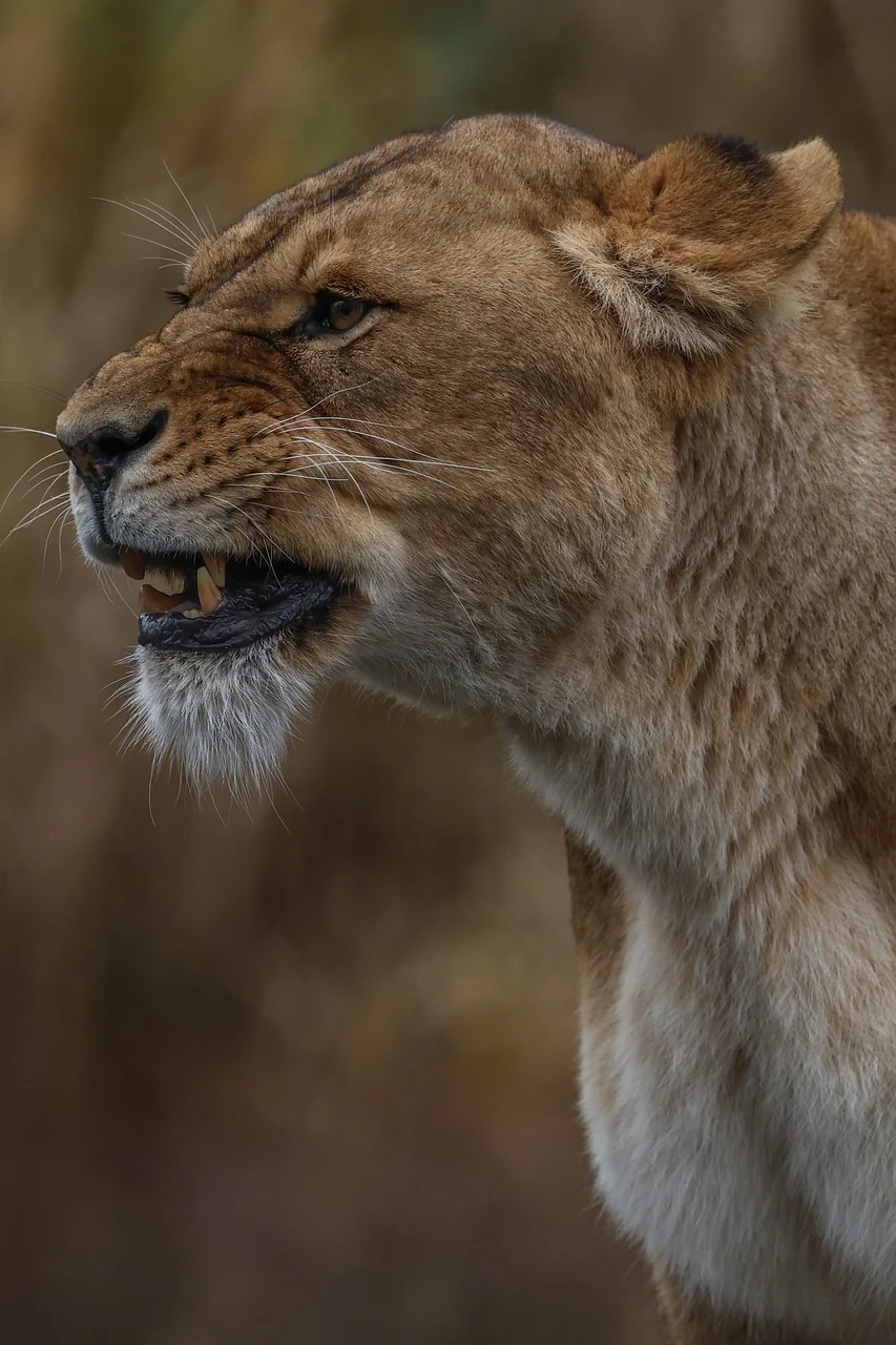 Fierce Lioness Roar: Untamed Power of Nature