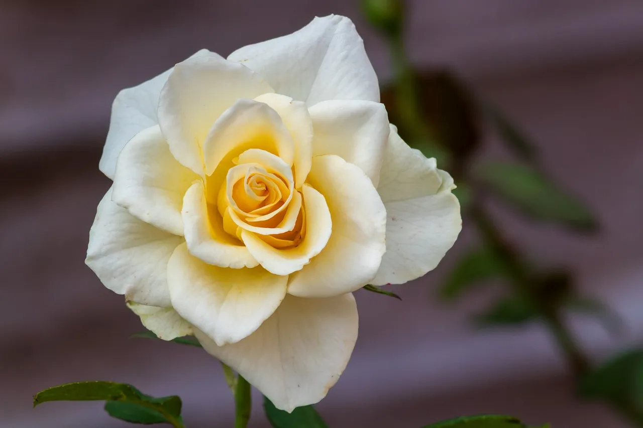 Stunning White & Yellow Rose: A Garden's Blooming Jewel