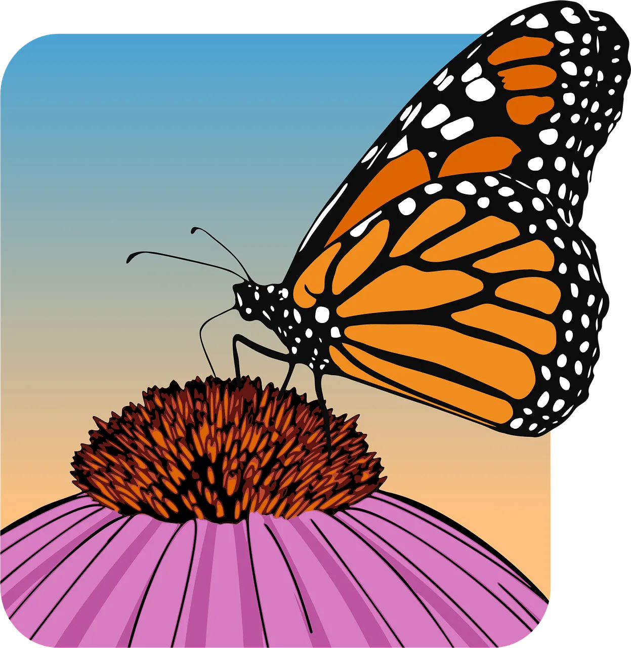 Vibrant Monarch Butterfly on Coneflower: A Summer's Kiss