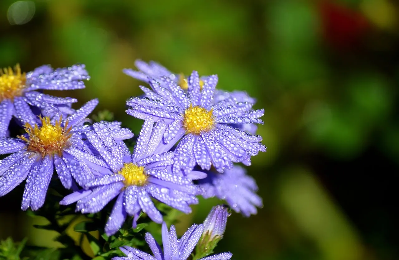 Vibrant Purple Asters: Autumn Dew Kisses