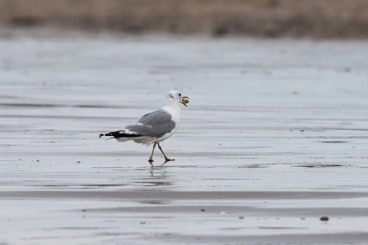Coastal Hunter: Seagull Foraging on a Rainy Beach