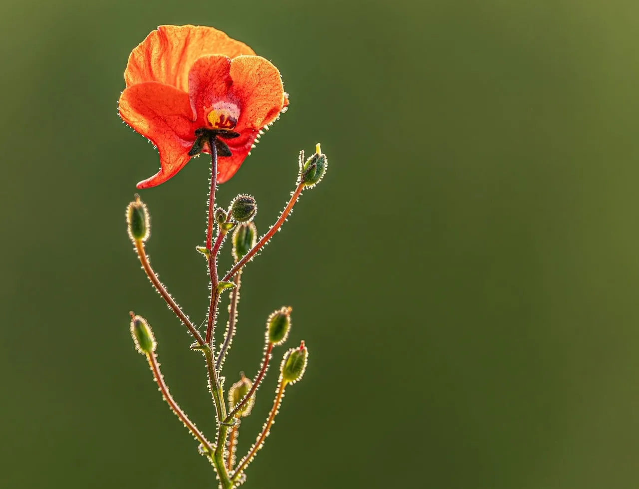Vibrant Poppy Bloom with Backlit Beauty