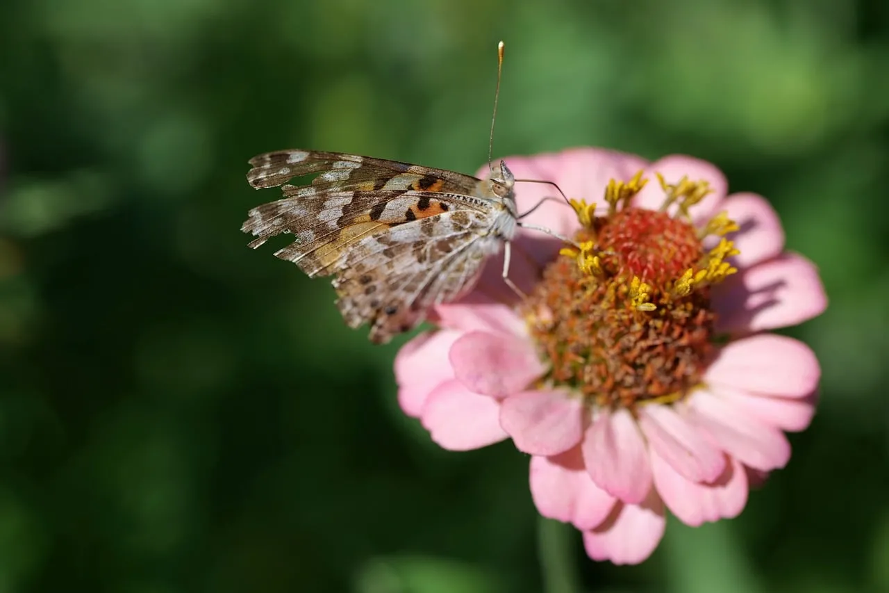 Vibrant Zinnia Bloom with Delicate Butterfly