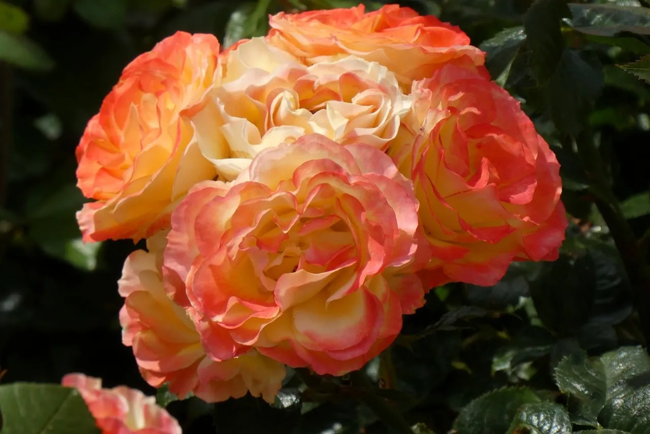 Vibrant Orange Rose Bouquet: A Garden's Summer Charm
