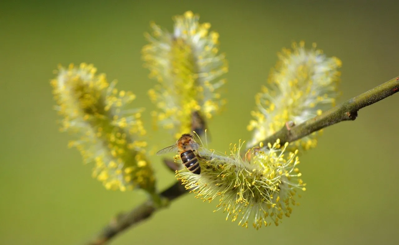 Vibrant Spring Awakening: Honey Bee on Willow Catkin