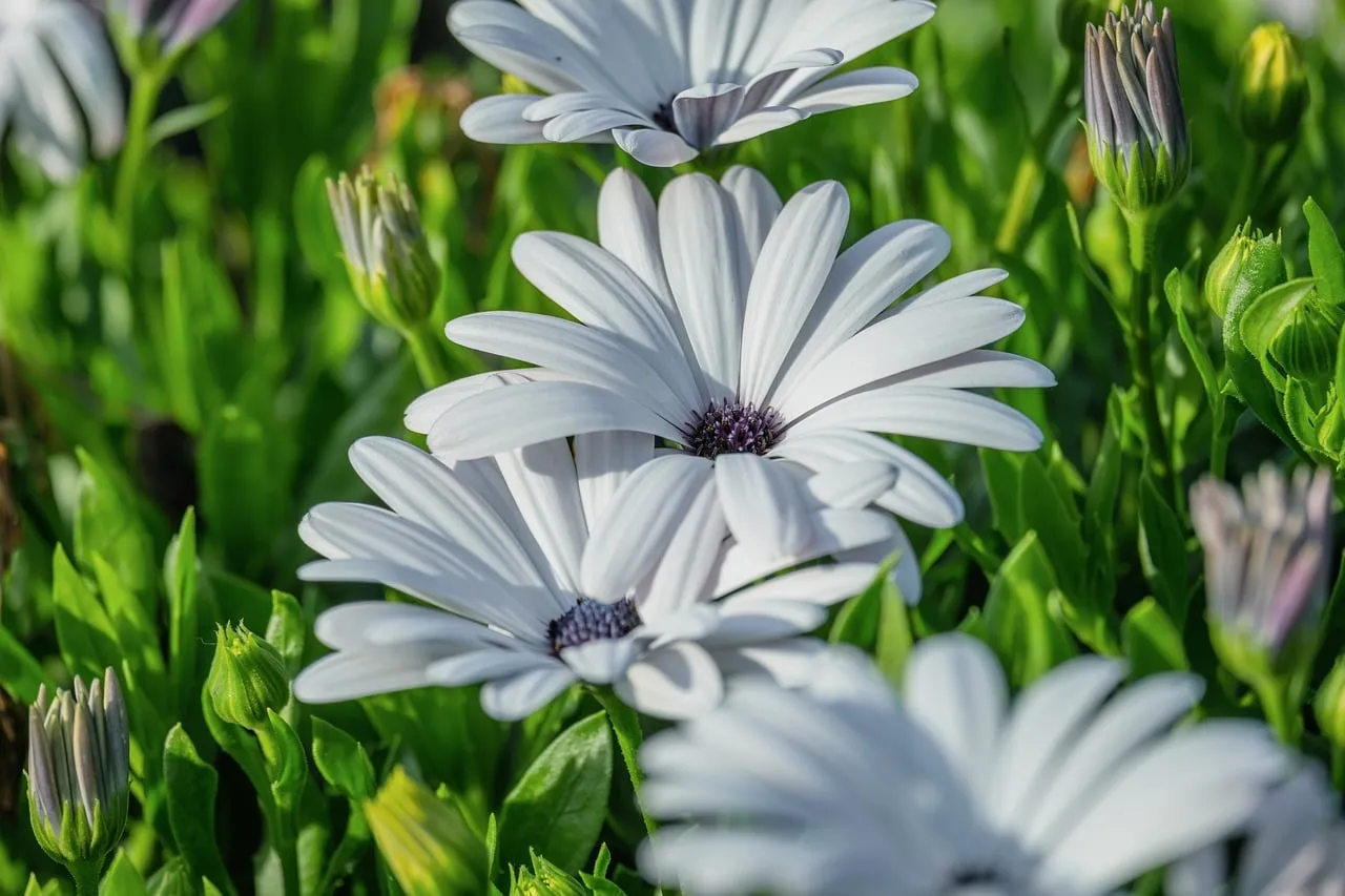 Vibrant White Daisies: Summer's Natural Beauty