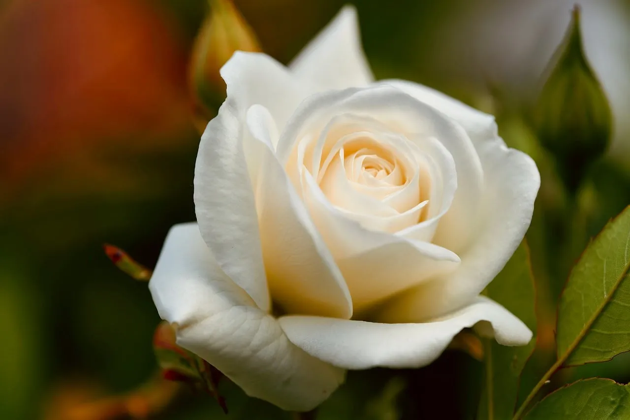 Stunning White Rose: Elegant Macro Blossom in Spring Sunlight
