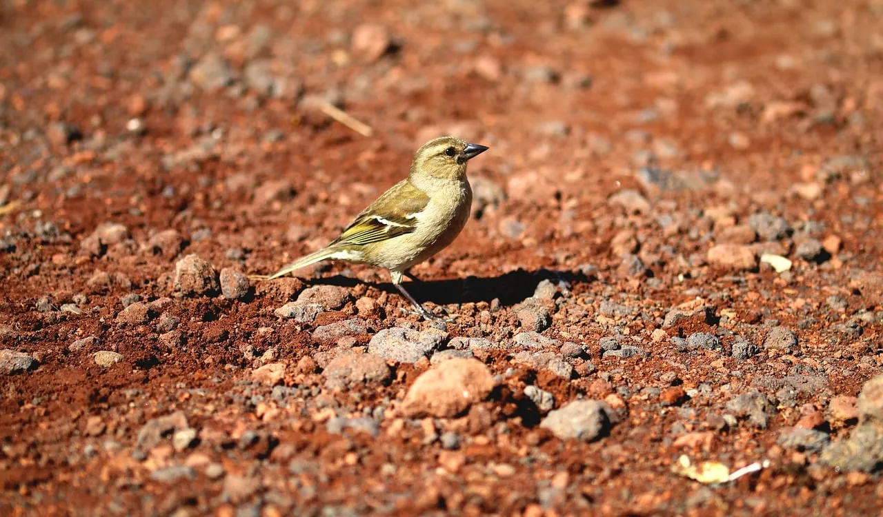 Vibrant Chaffinch Foraging: Earthy Tones and Wild Beauty