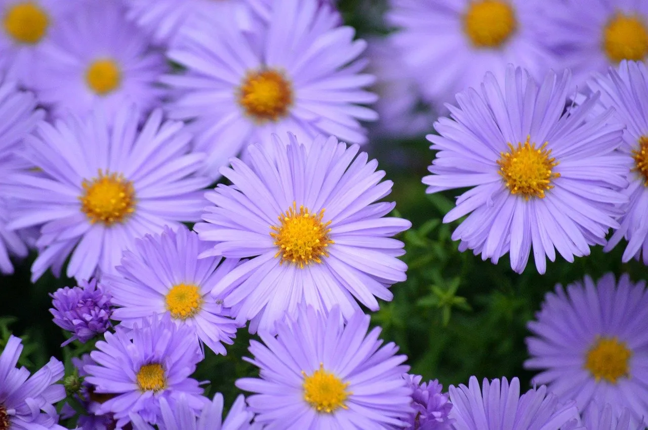 Vibrant Autumn Asters: A Symphony of Purple Blossoms