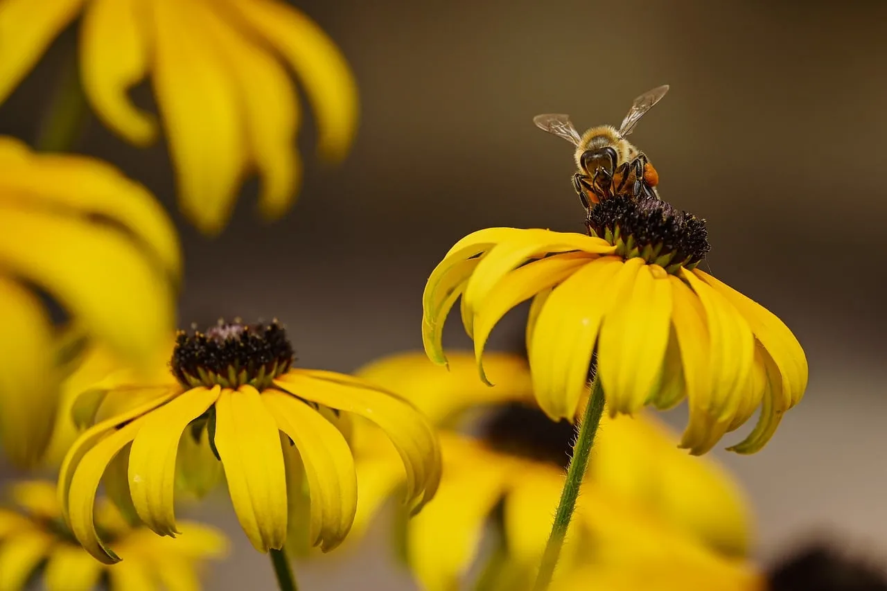 Vibrant Summer Delight: Bee on Black-Eyed Susan
