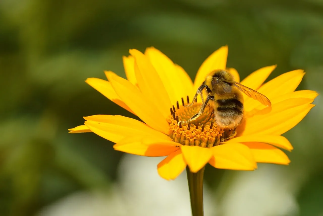 Vibrant Yellow Heliopsis: Bumblebee's Summer Delight