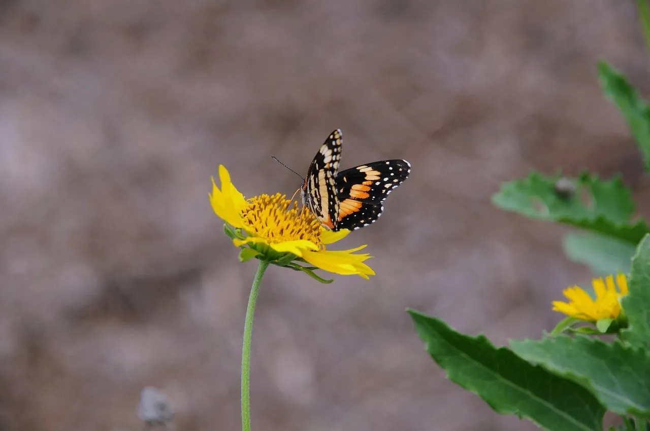 Vibrant Butterfly Pollinating a Sunny Yellow Flower