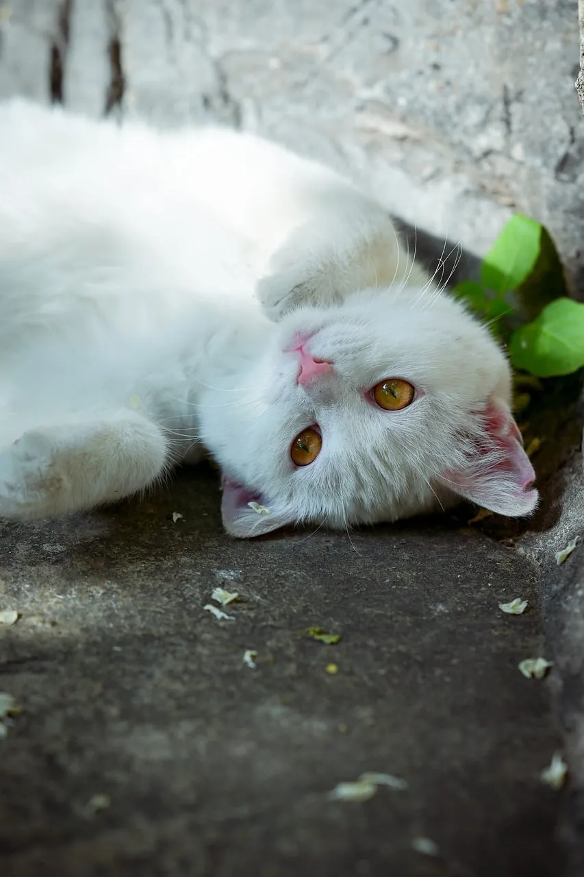 Charming White Kitten: Playful Outdoor Nap