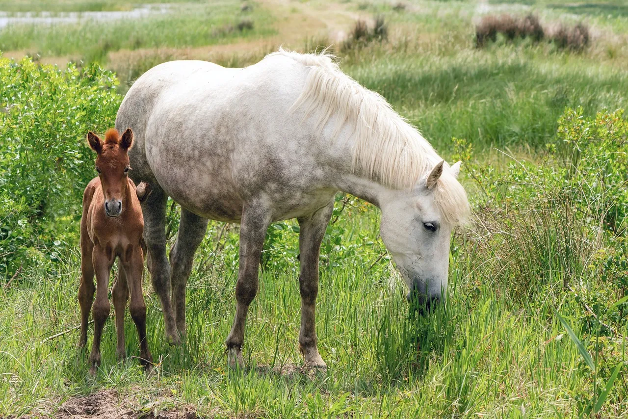 Tender Moment: Mare and Foal Grazing Peacefully in Lush Pasture