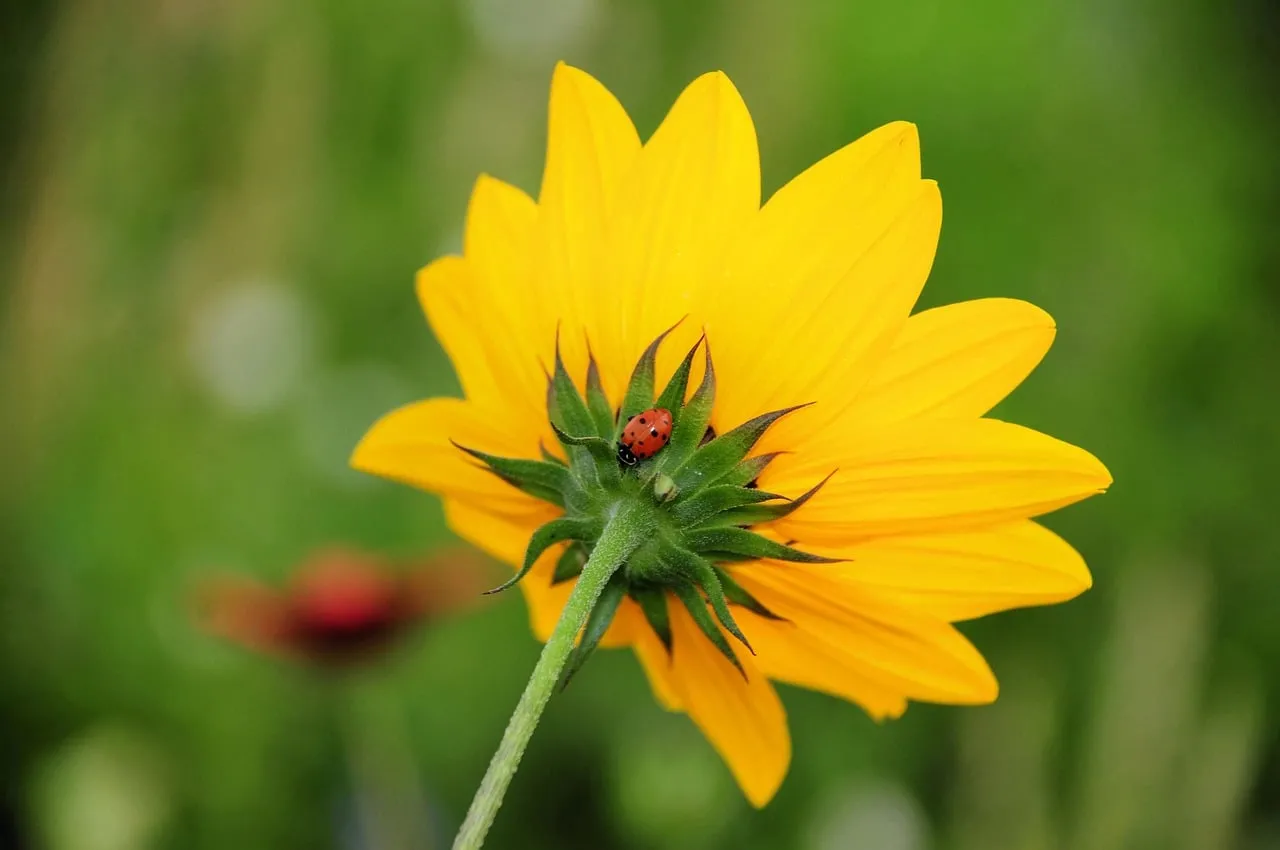 Vibrant Yellow Wildflower with Ladybug: A Macro Nature Moment