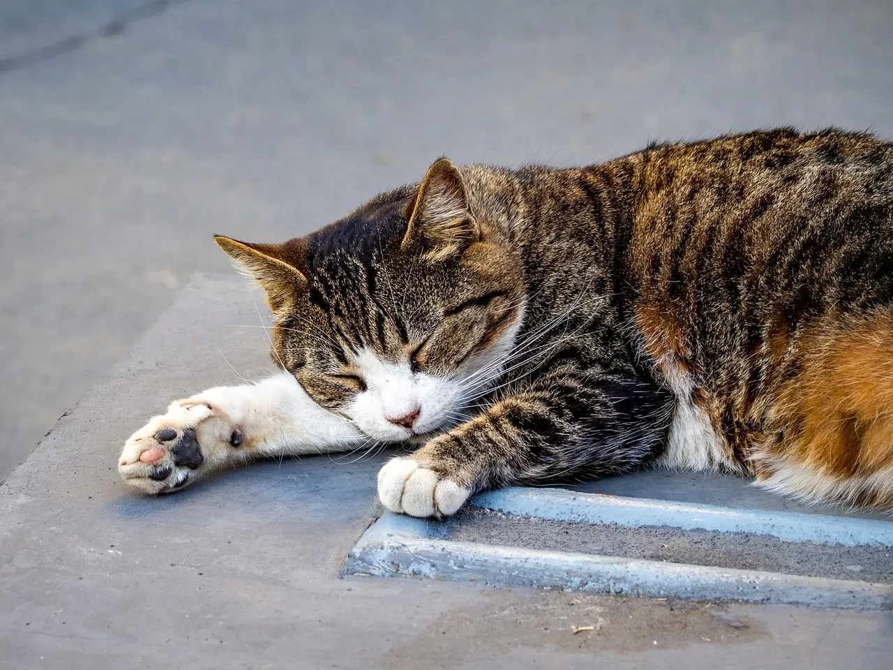 Serene Slumber: A Peaceful Gray Tabby Cat Napping Outdoors