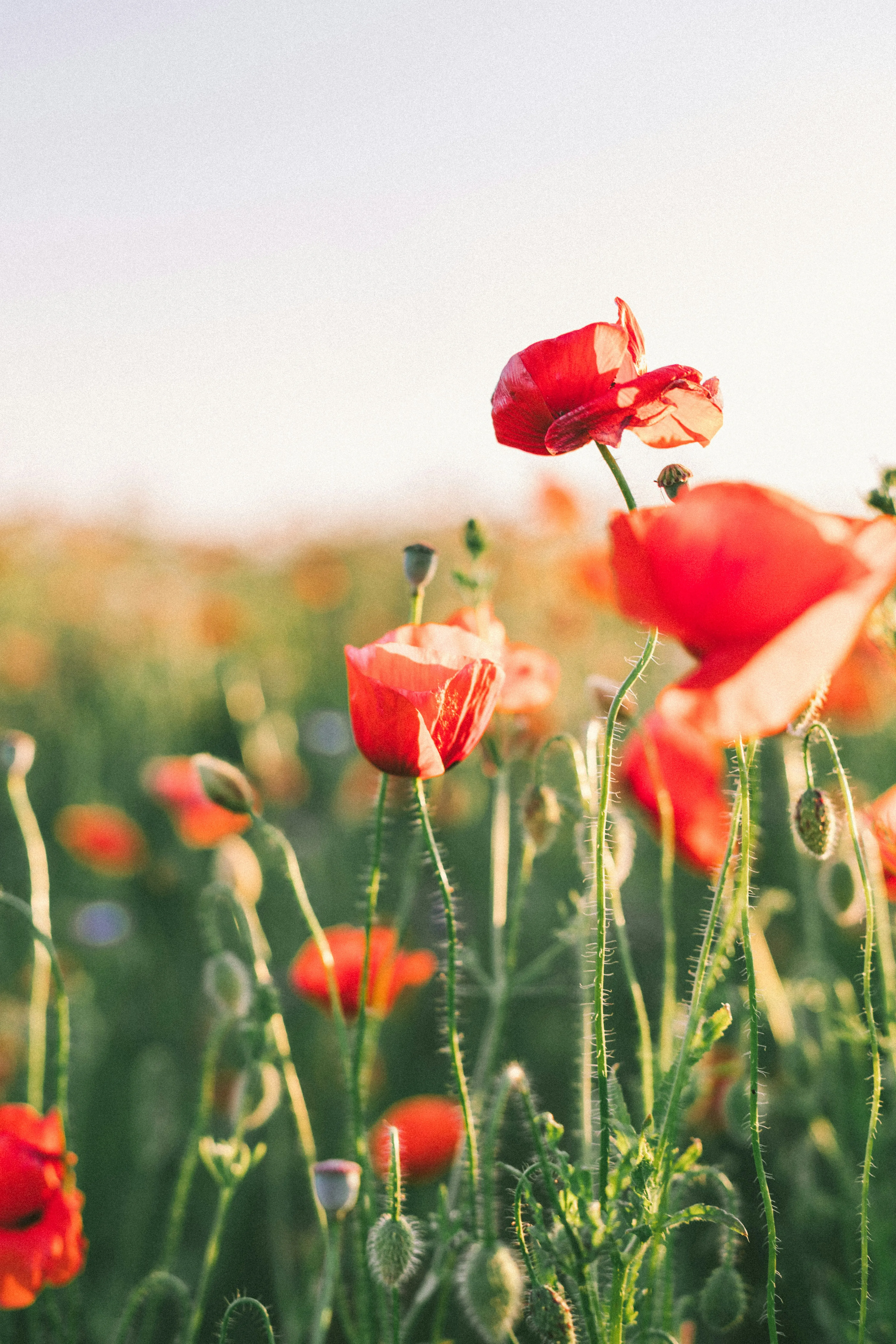 Vibrant Red Poppies Dance in Golden Sunset Light