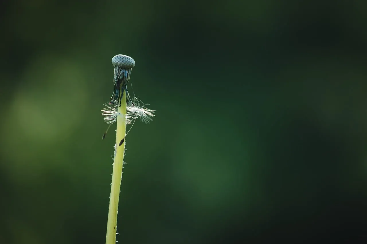 Ephemeral Beauty: Dandelion Seeds Against Green
