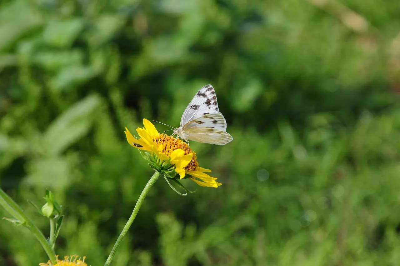Vibrant Yellow Bloom: Butterfly Pollinating in Nature's Embrace
