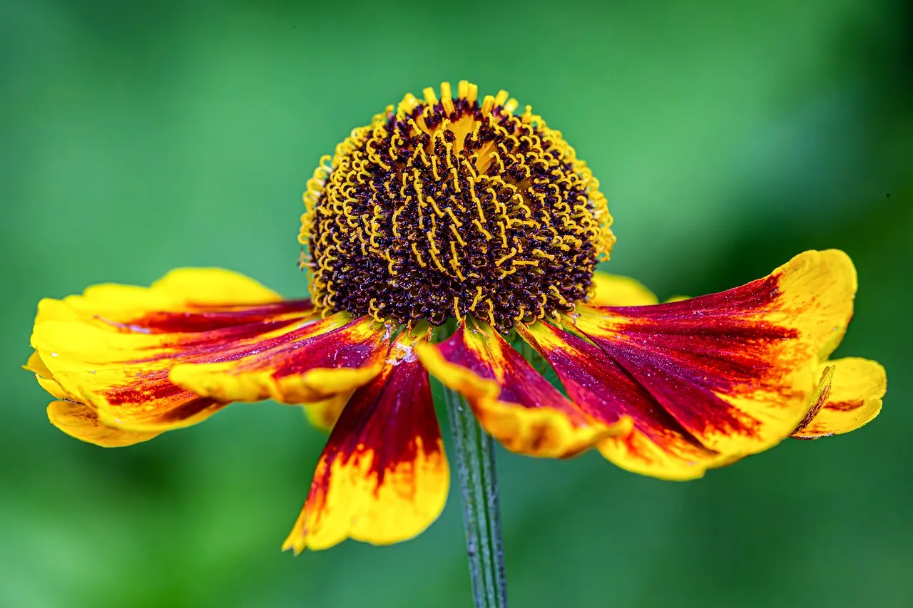 Vibrant Summer Sunset: Exquisite Red and Yellow Helenium Bloom