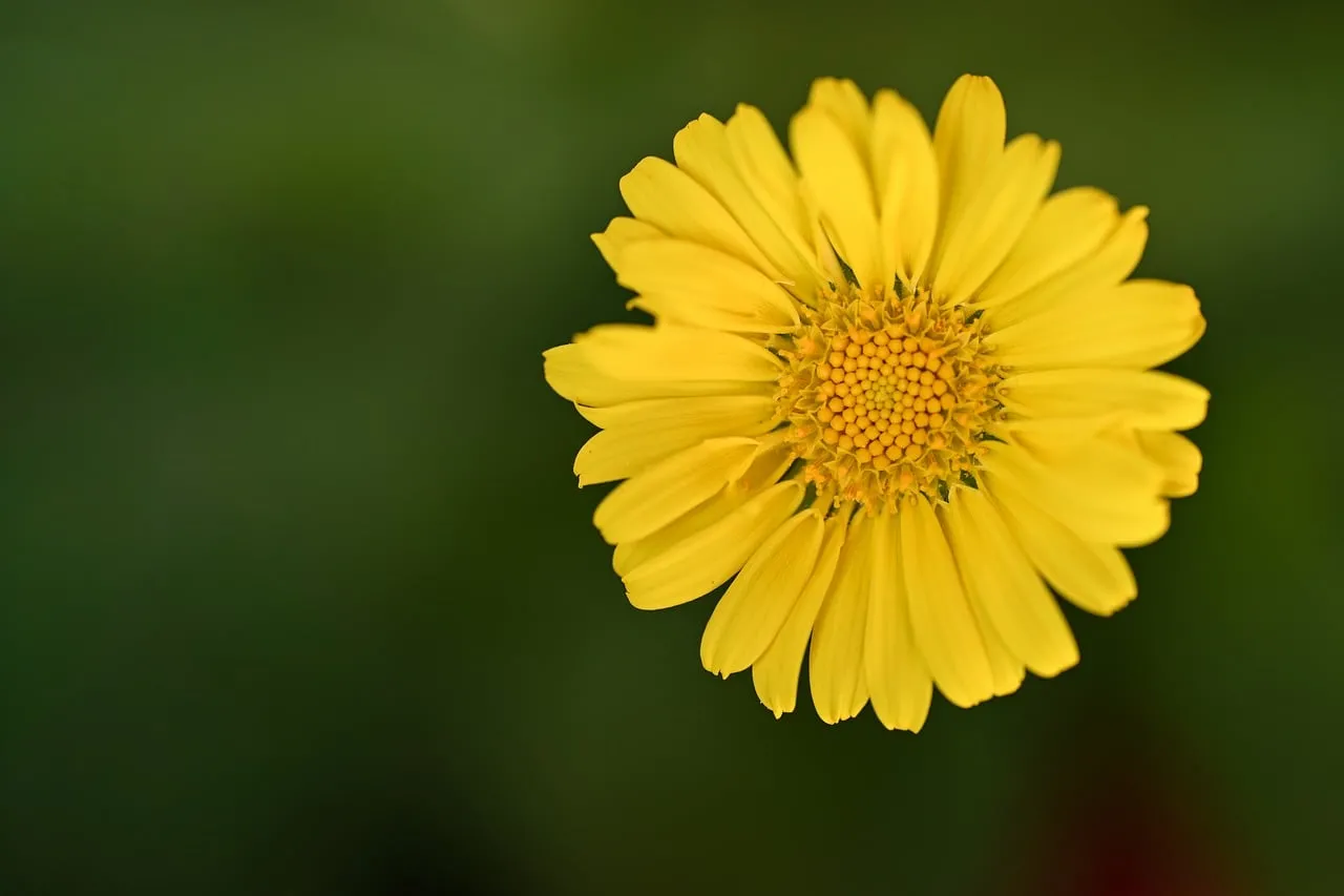 Vibrant Yellow Blossom: Macro Serenity in Nature