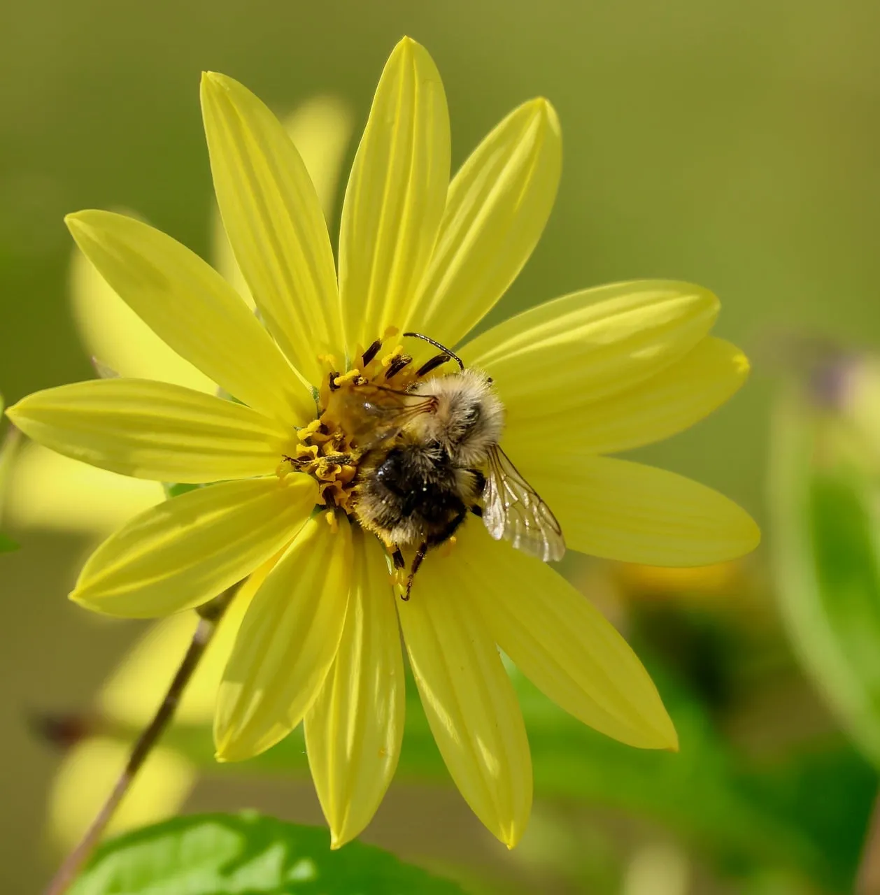 Vibrant Macro: Busy Bumblebee Pollinating Bright Yellow Flower