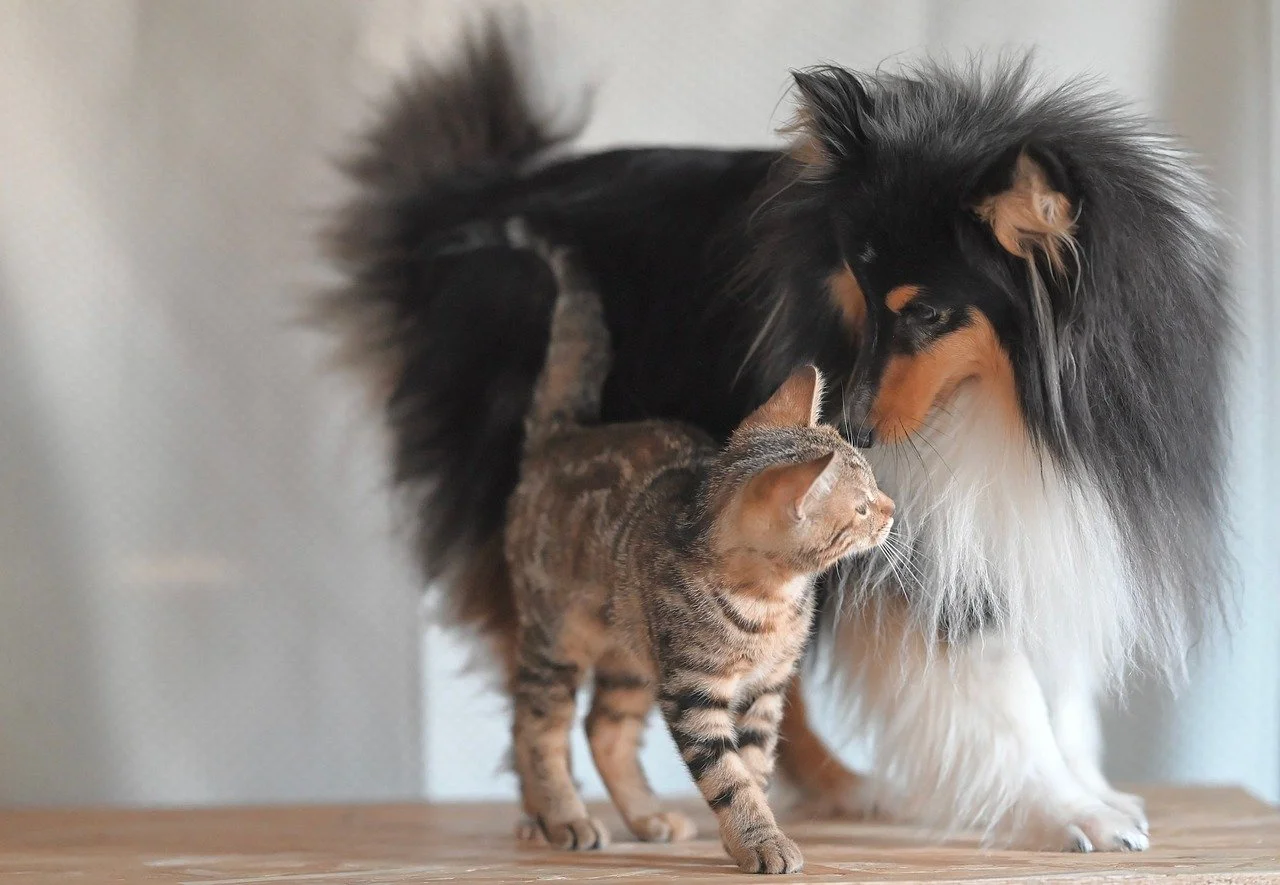 Heartwarming Harmony: Shetland Sheepdog and Kitten's Unlikely Friendship