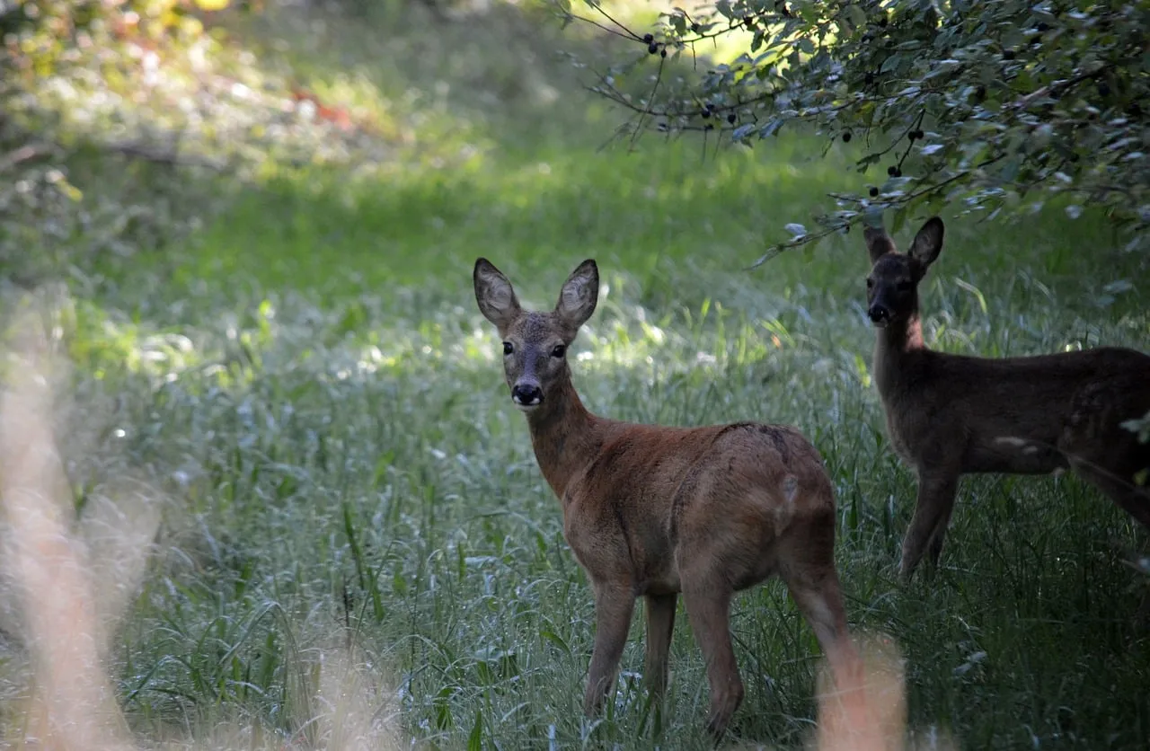 Enchanting Doe in a Serene Forest Clearing