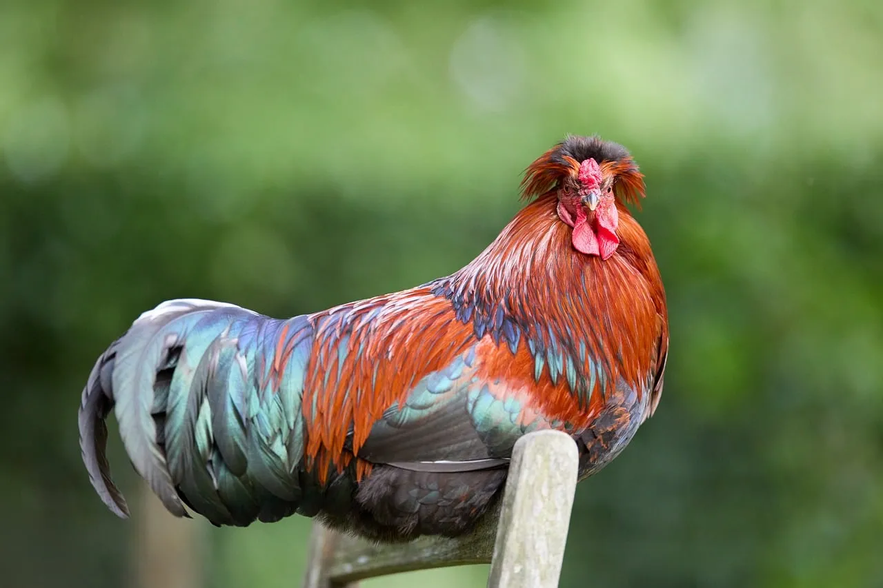 Vibrant Crested Rooster: Majestic Plumage in Nature