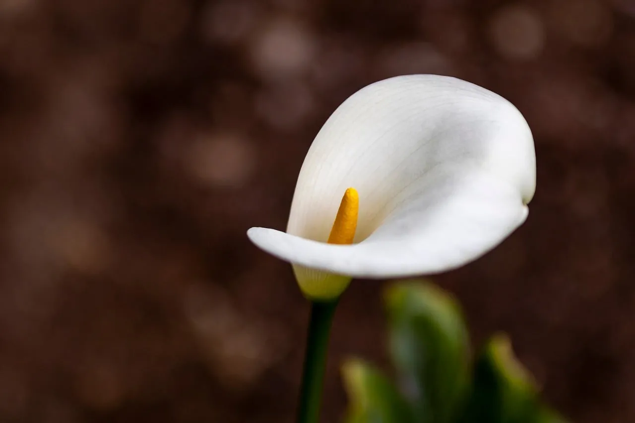Elegant White Calla Lily: A Symbol of Purity