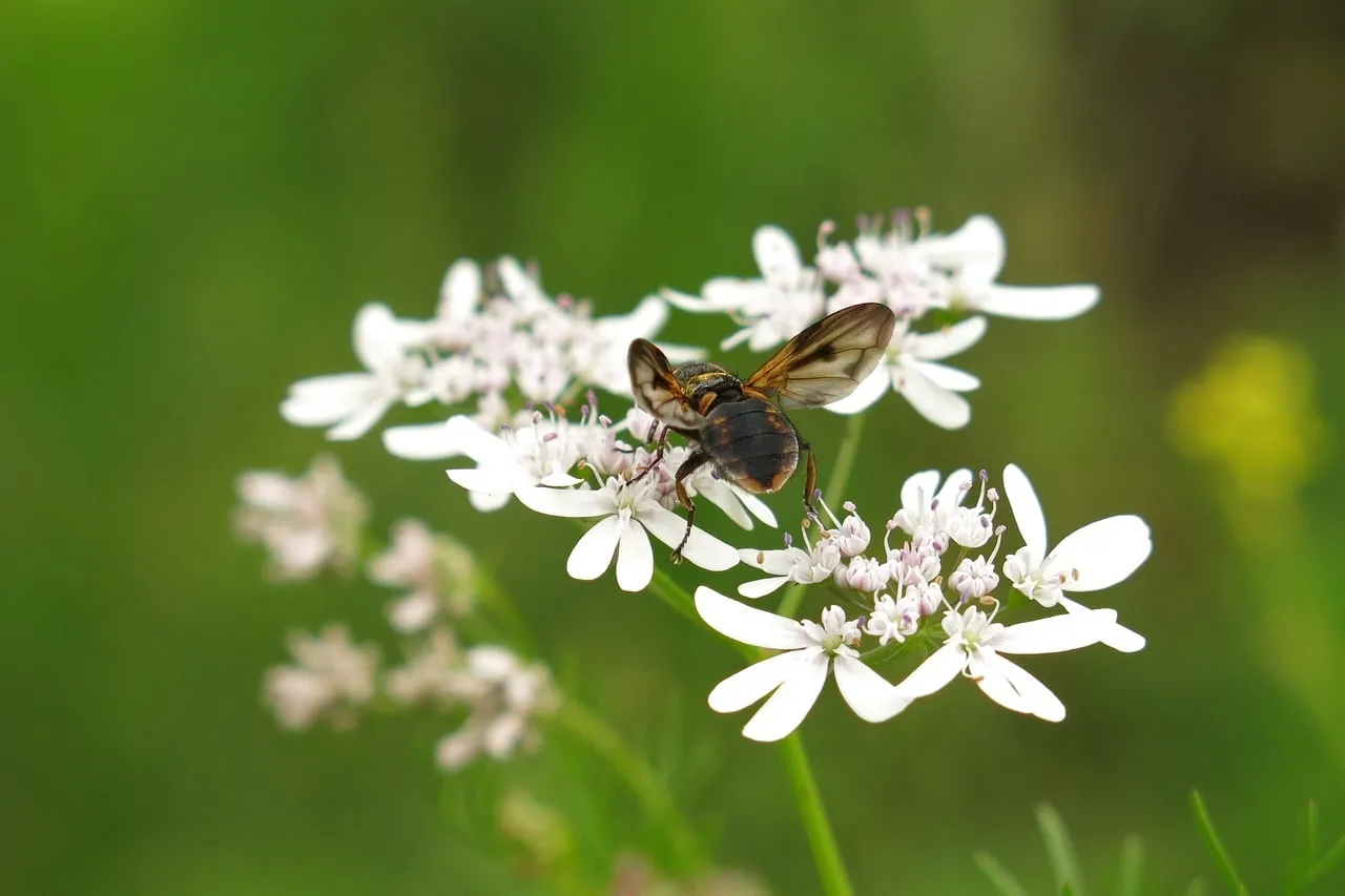 Vibrant Macro: Fly on White Coriander Flowers