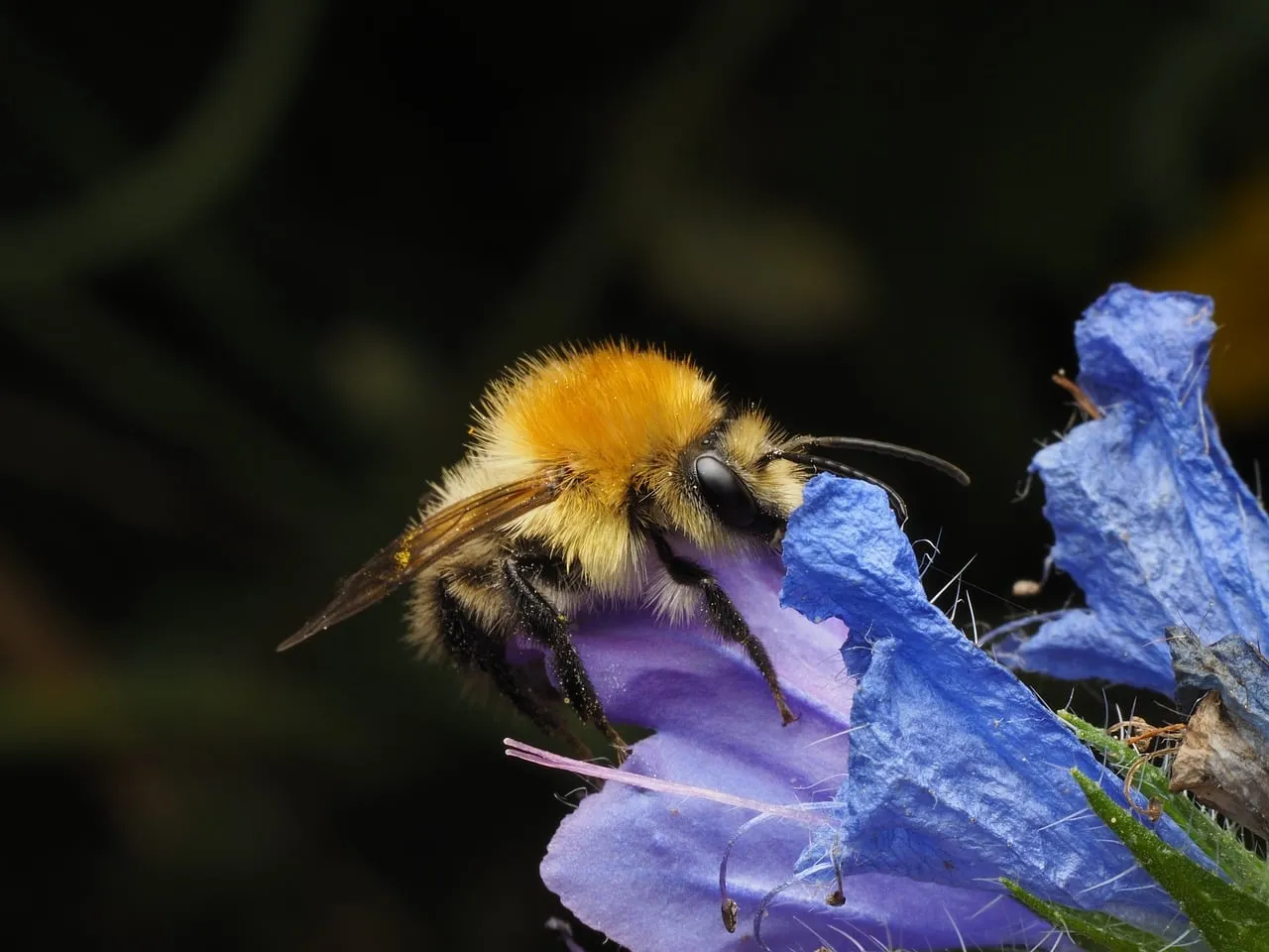 Stunning Macro: Bumblebee's Delicate Dance on a Purple Blossom