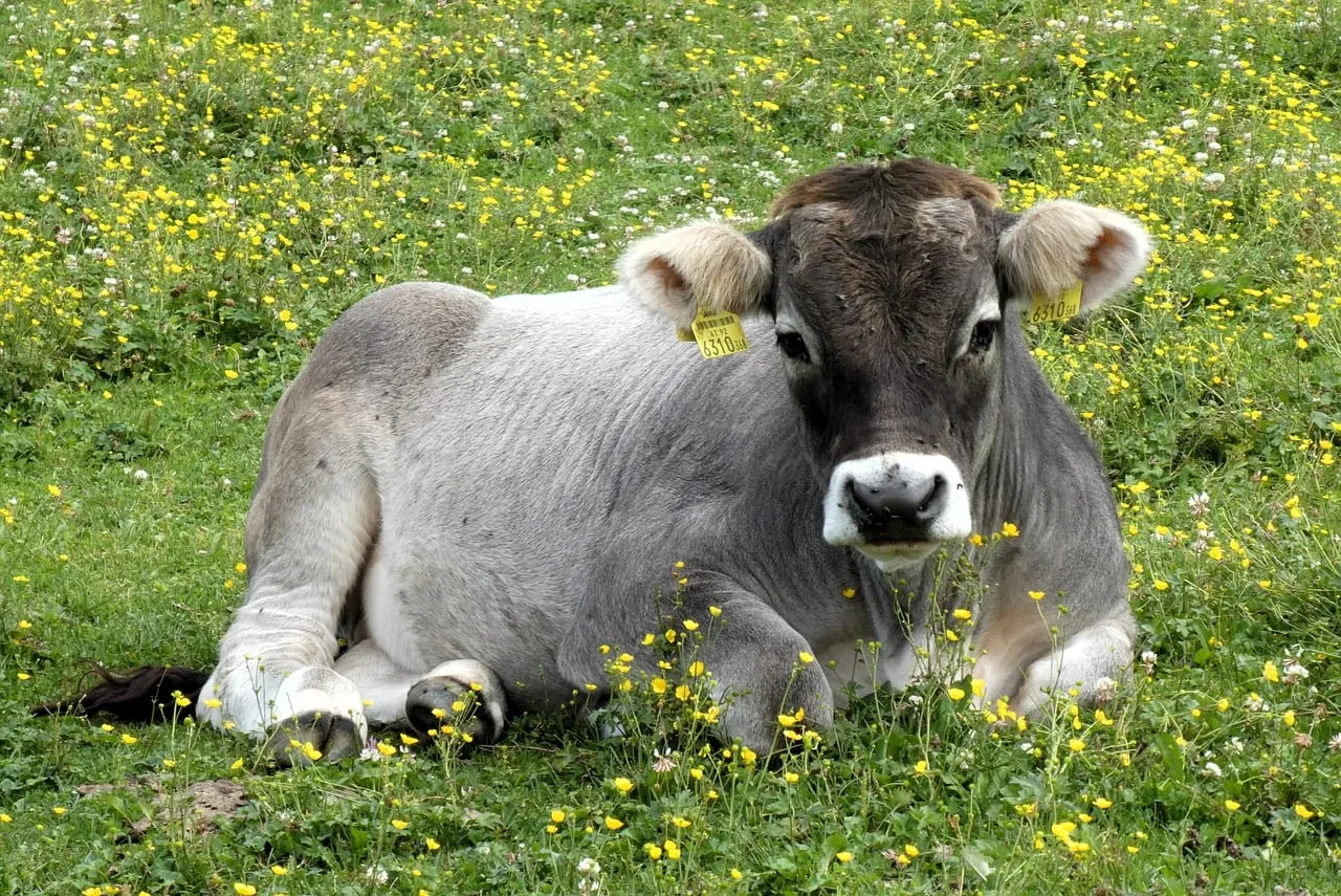 Serene Alpine Calf Resting in a Wildflower Meadow