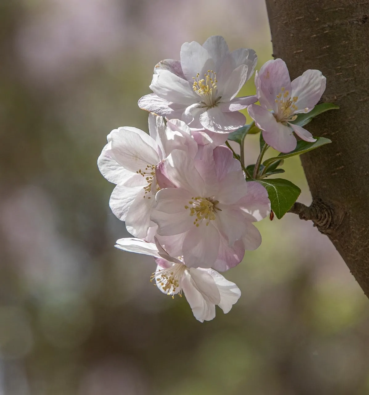 Stunning Apple Blossoms: Delicate Pink & White Spring Blooms