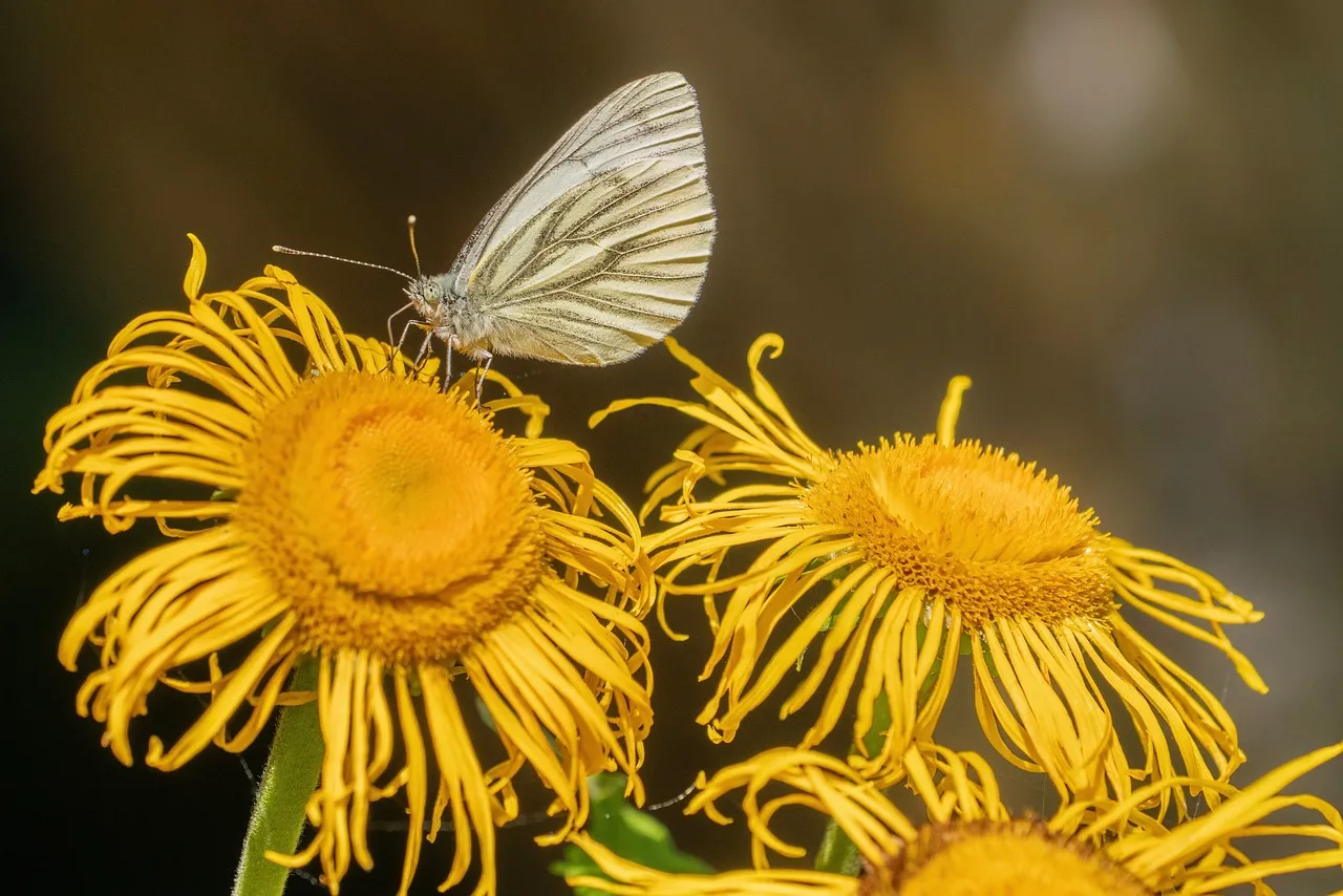 Delicate Butterfly Alights on Vibrant Yellow Blooms