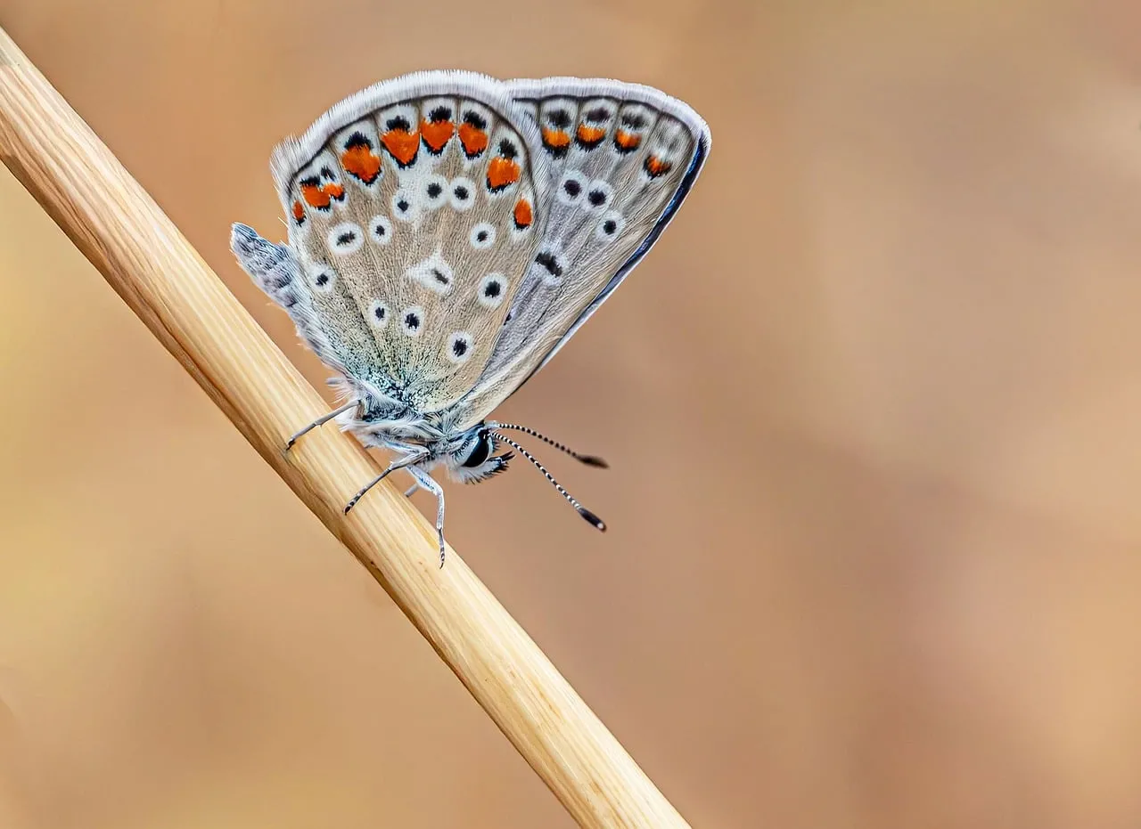 Stunning Macro: Common Blue Butterfly on Dry Stem