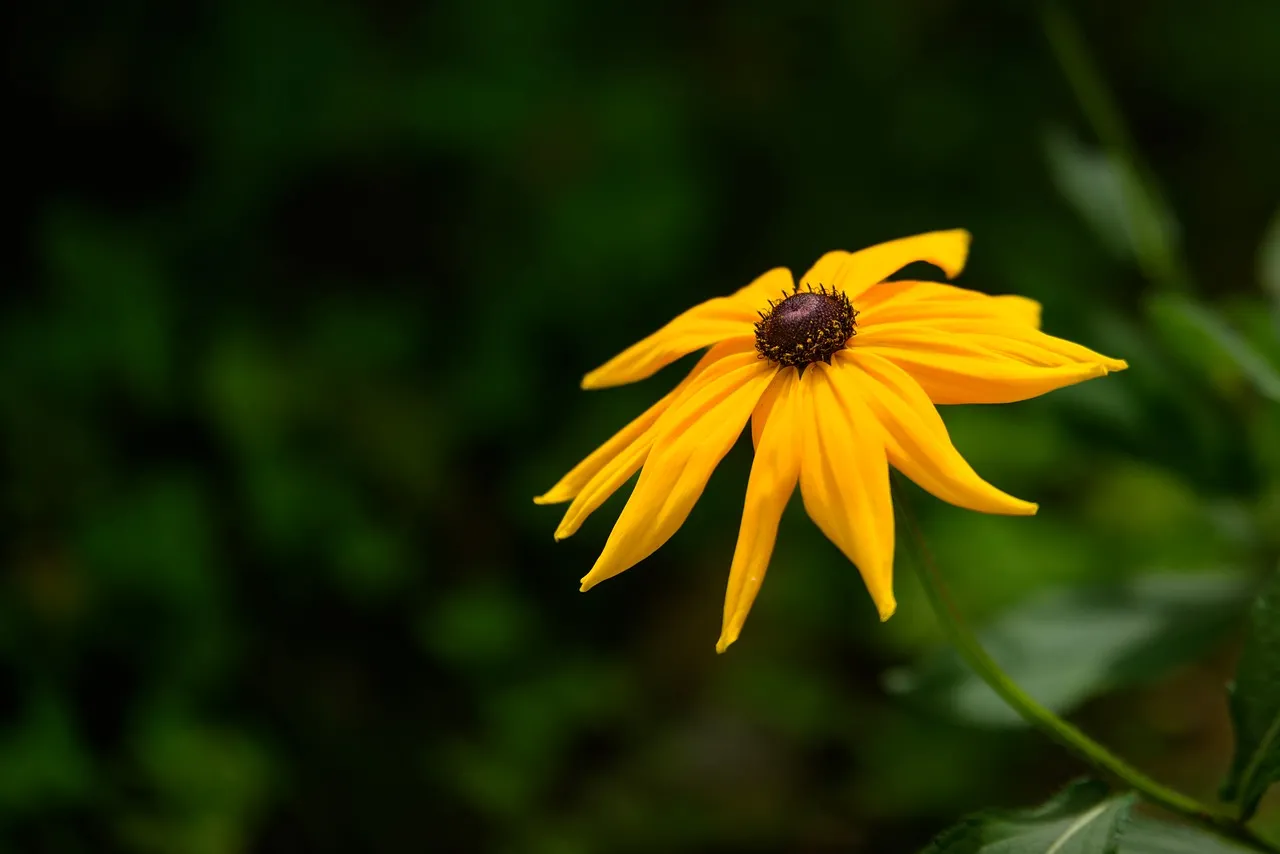 Vibrant Yellow Rudbeckia Blooms in Serene Garden